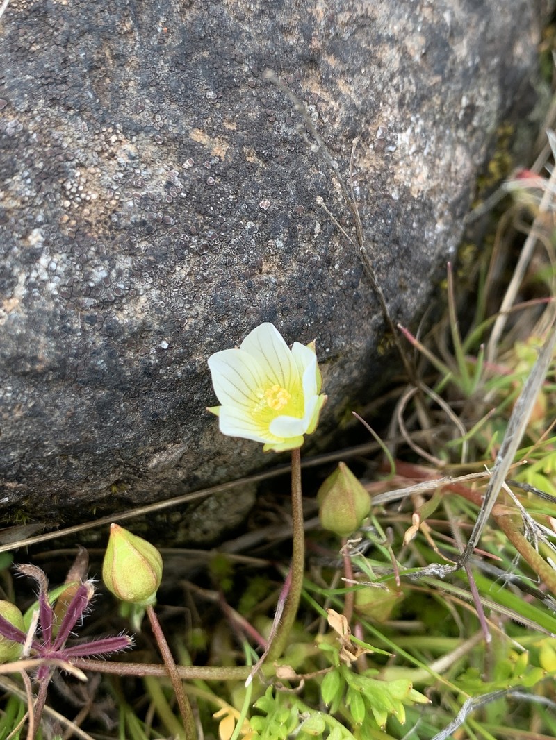 Limnanthes pumila subsp. pumila photo 4