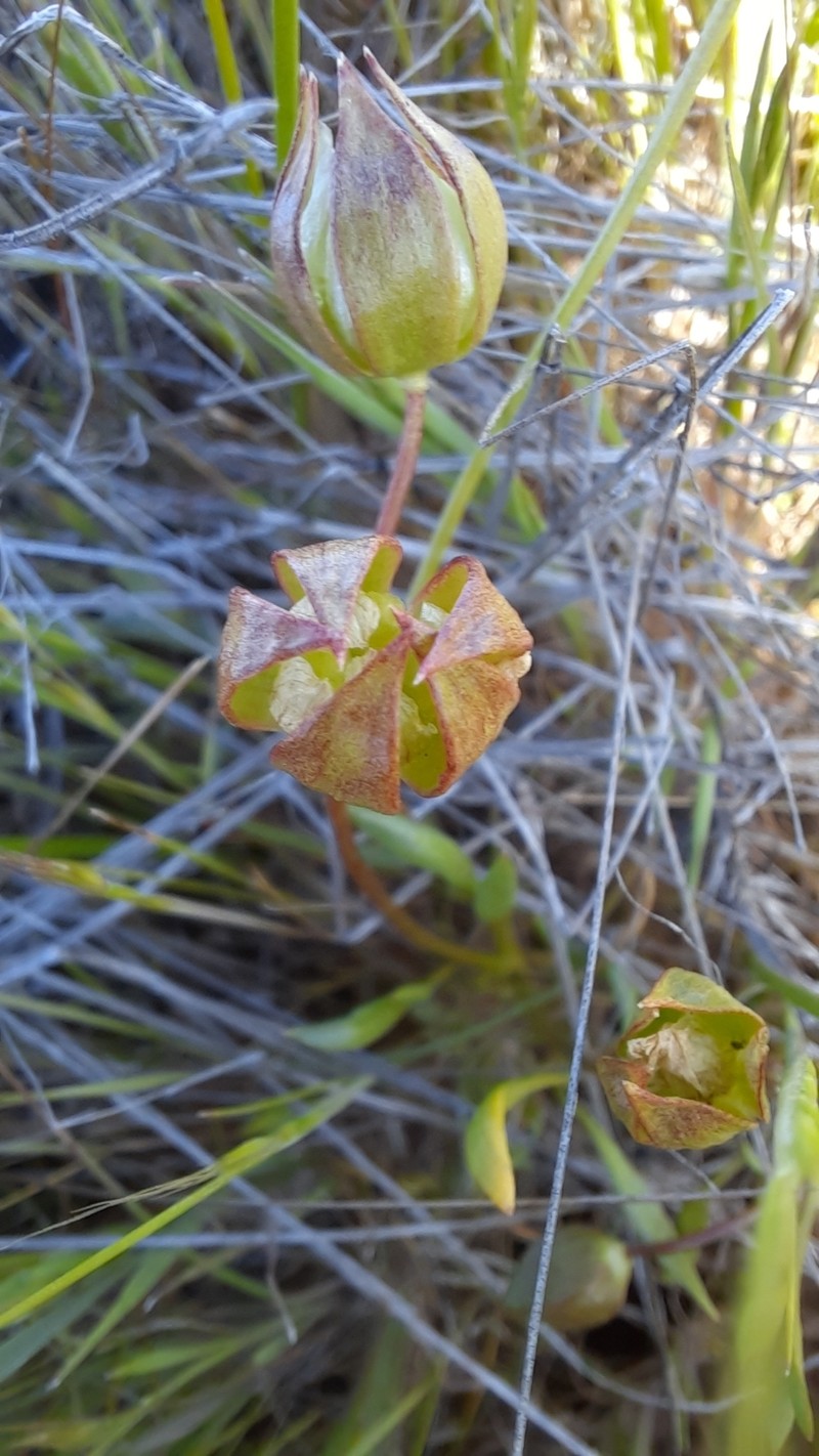 Limnanthes pumila subsp. pumila photo 5