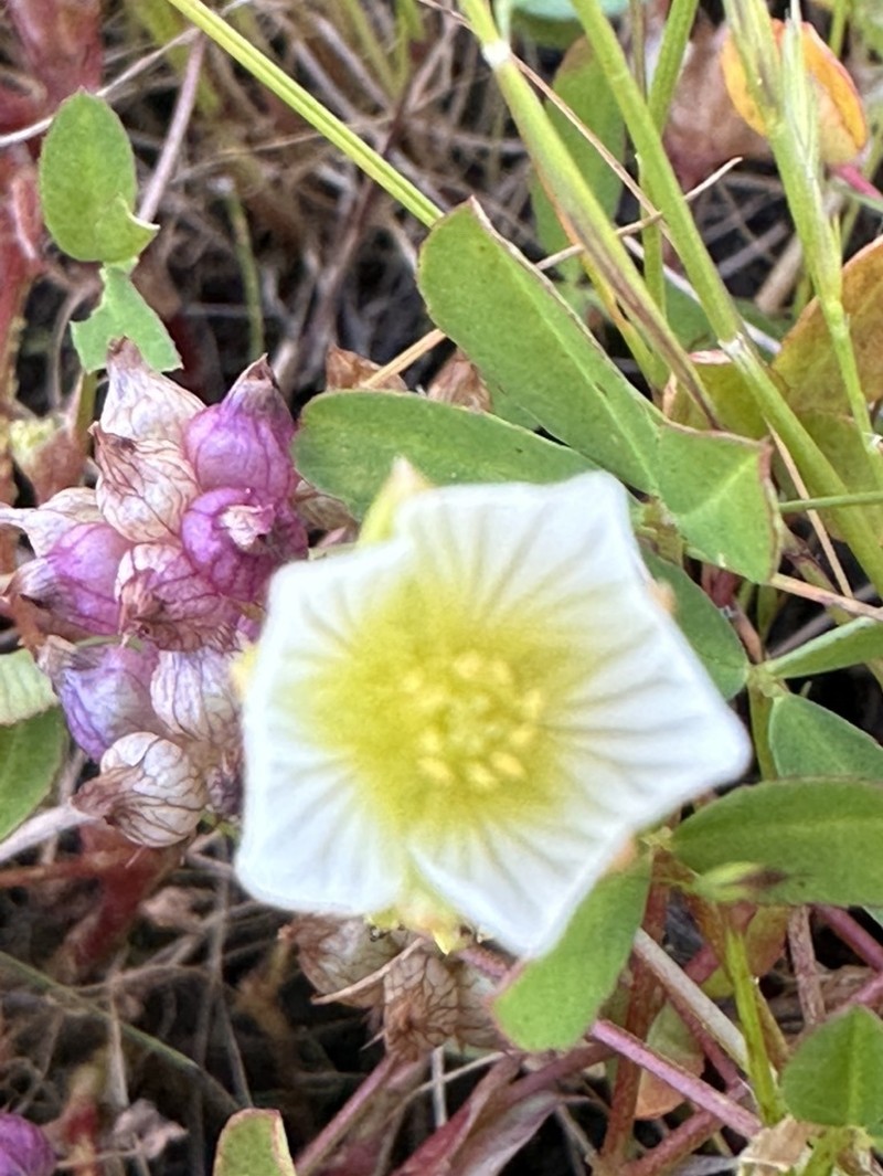 Limnanthes pumila subsp. pumila photo 6