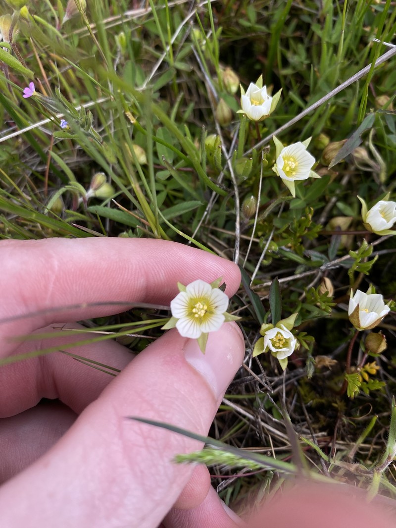 Limnanthes pumila subsp. pumila photo 8