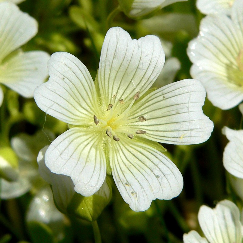 Sebastopol Meadowfoam