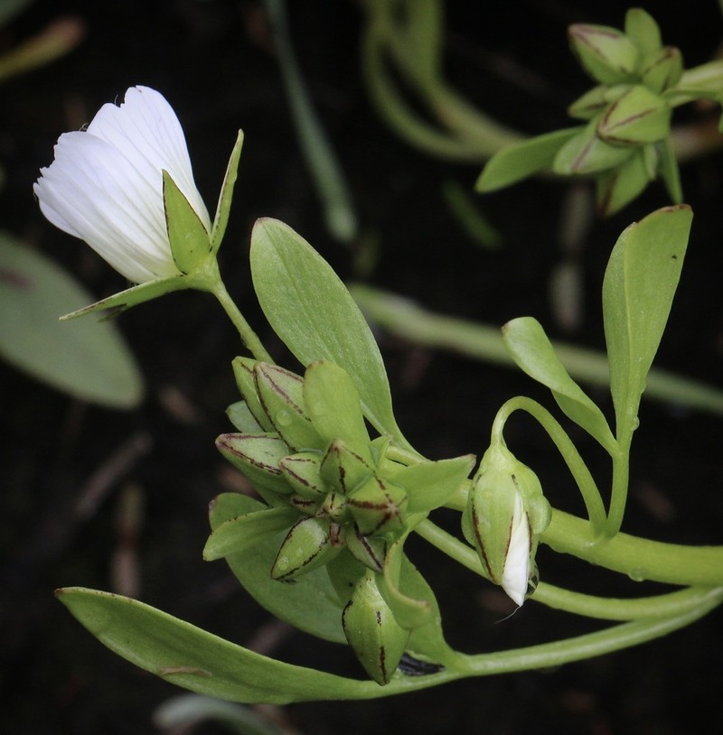 Sebastopol Meadowfoam photo 2