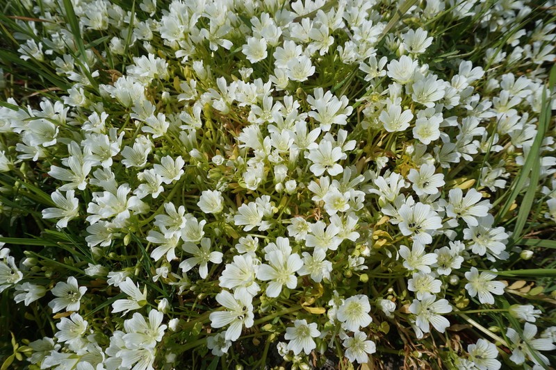 Sebastopol Meadowfoam photo 3