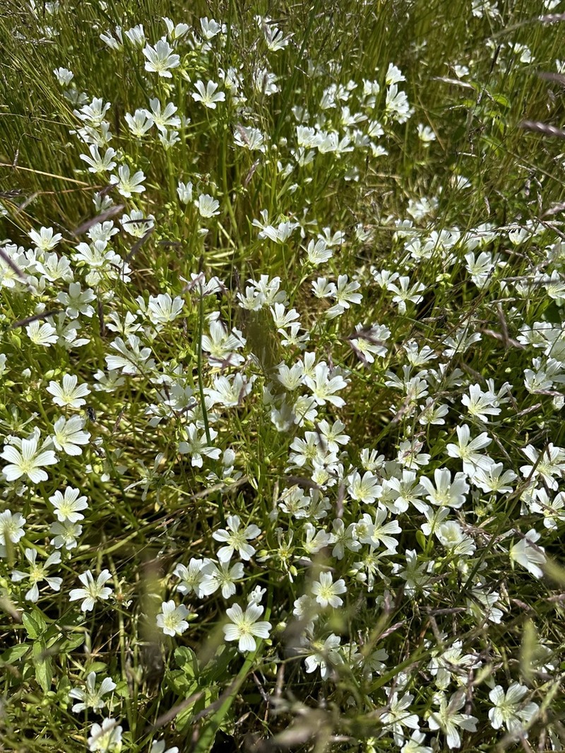 Sebastopol Meadowfoam photo 4
