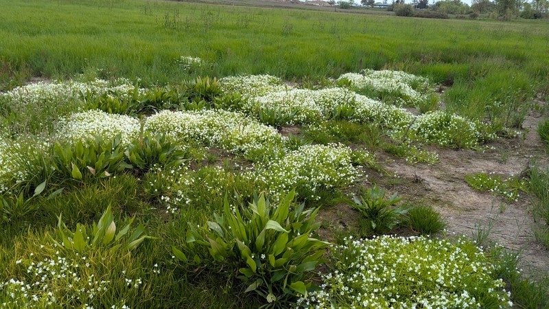 Sebastopol Meadowfoam photo 5