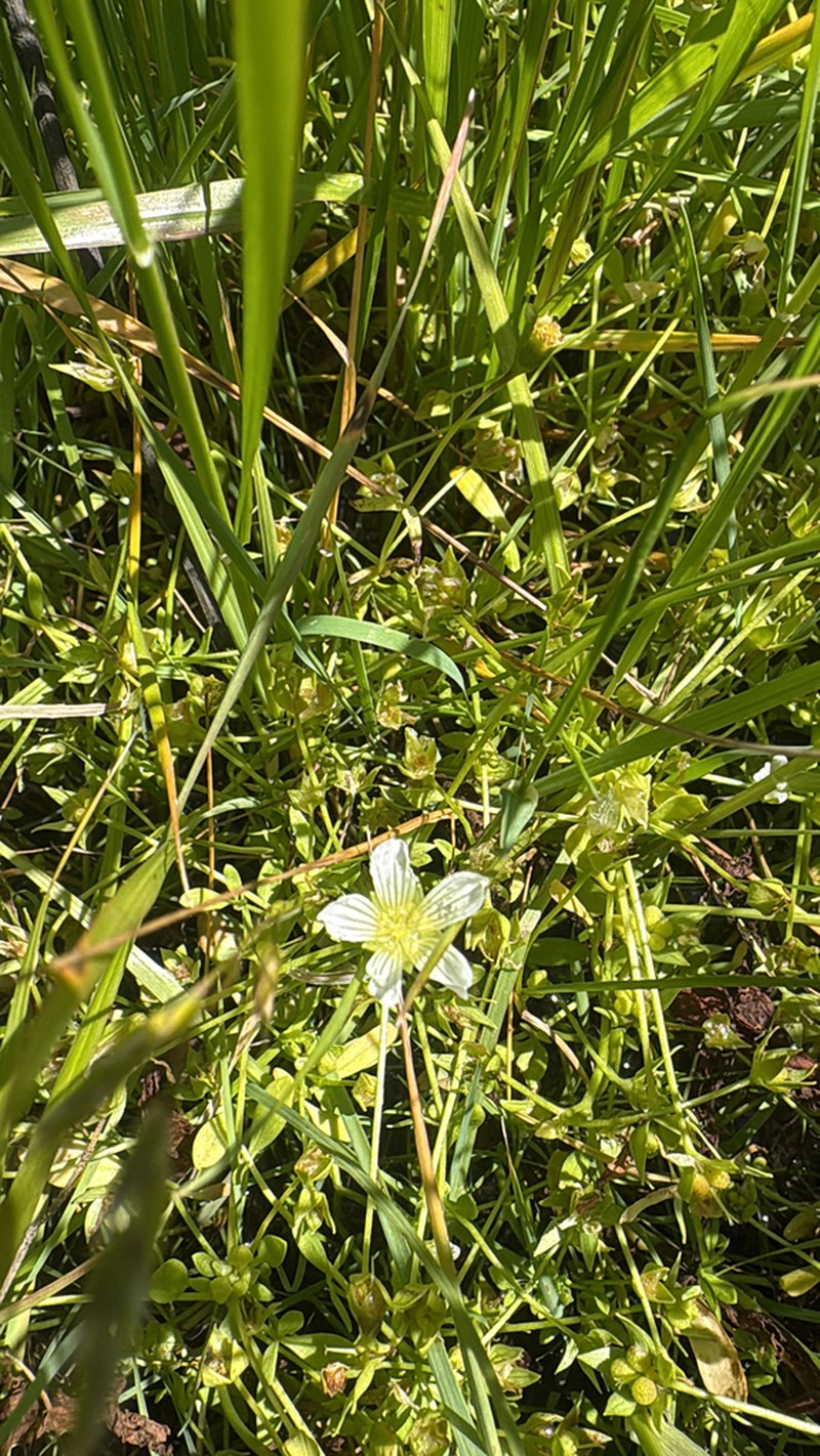 Sebastopol Meadowfoam photo 6