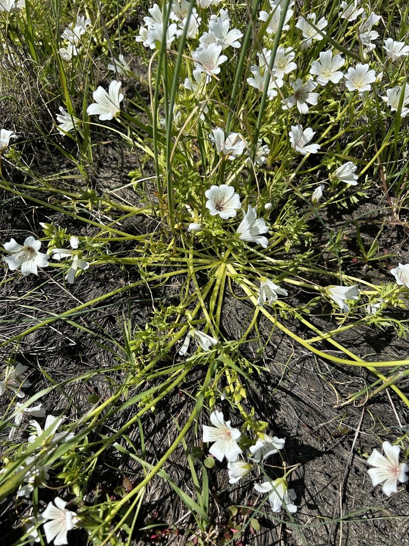 Sebastopol Meadowfoam photo 7