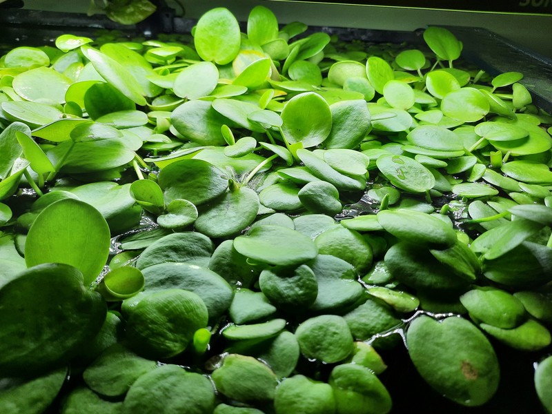West Indian Spongeplant photo 3