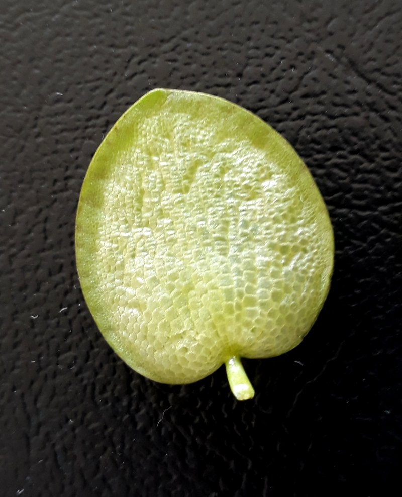 West Indian Spongeplant photo 5