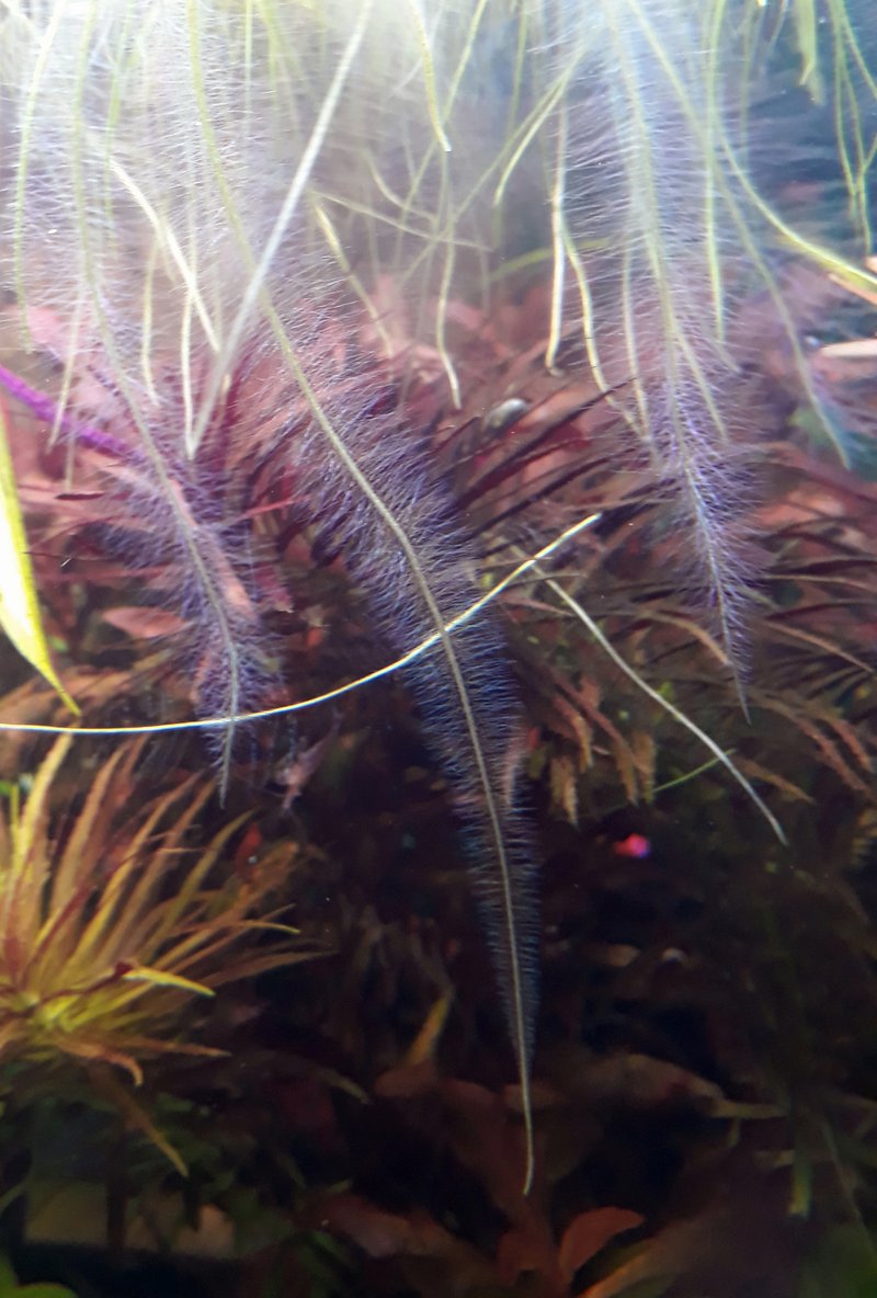 West Indian Spongeplant photo 6
