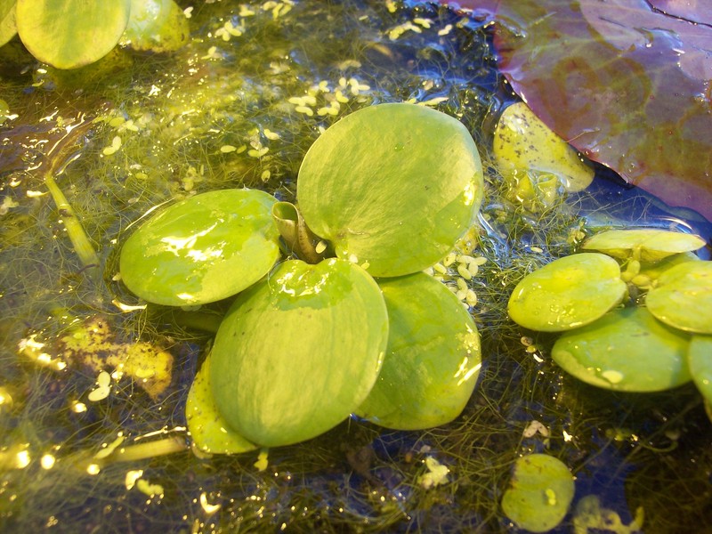 American Spongeplant photo 2