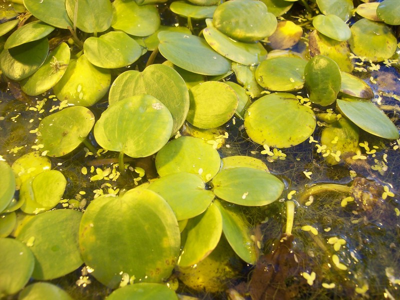 American Spongeplant photo 3