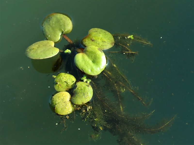 American Spongeplant photo 5