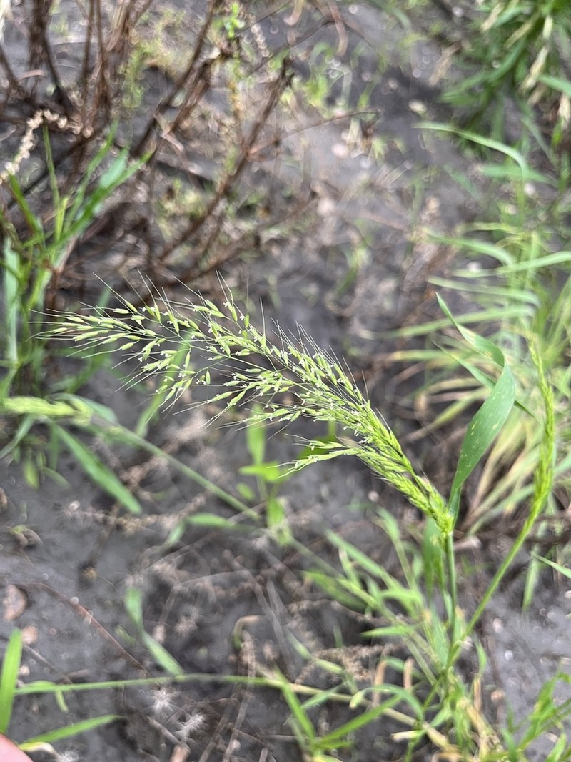 Ozark Grass