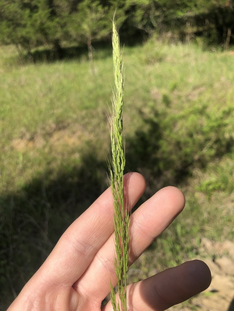 Ozark Grass photo 2