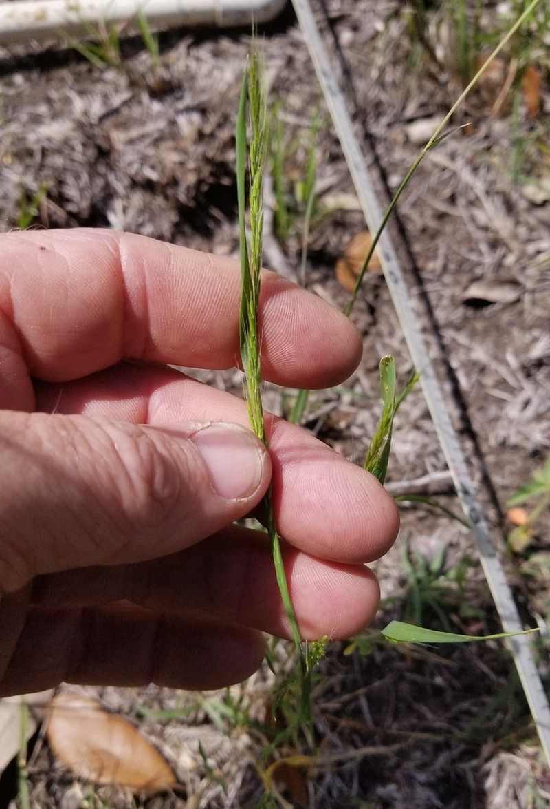 Ozark Grass photo 3