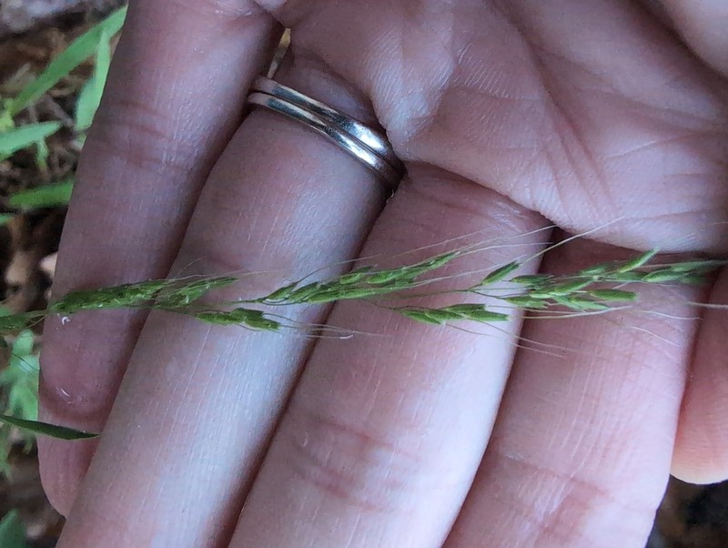 Ozark Grass photo 4