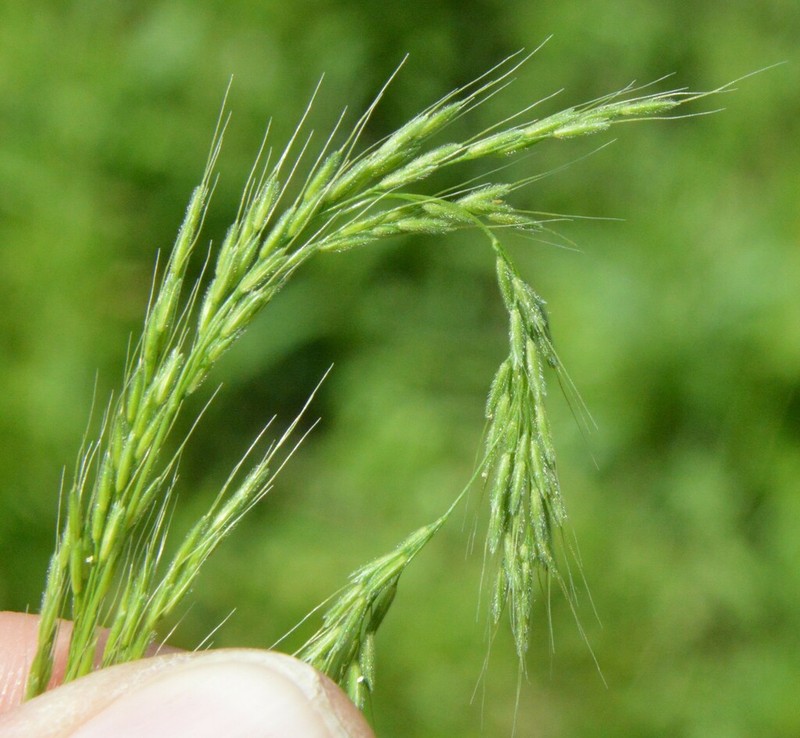 Ozark Grass photo 5
