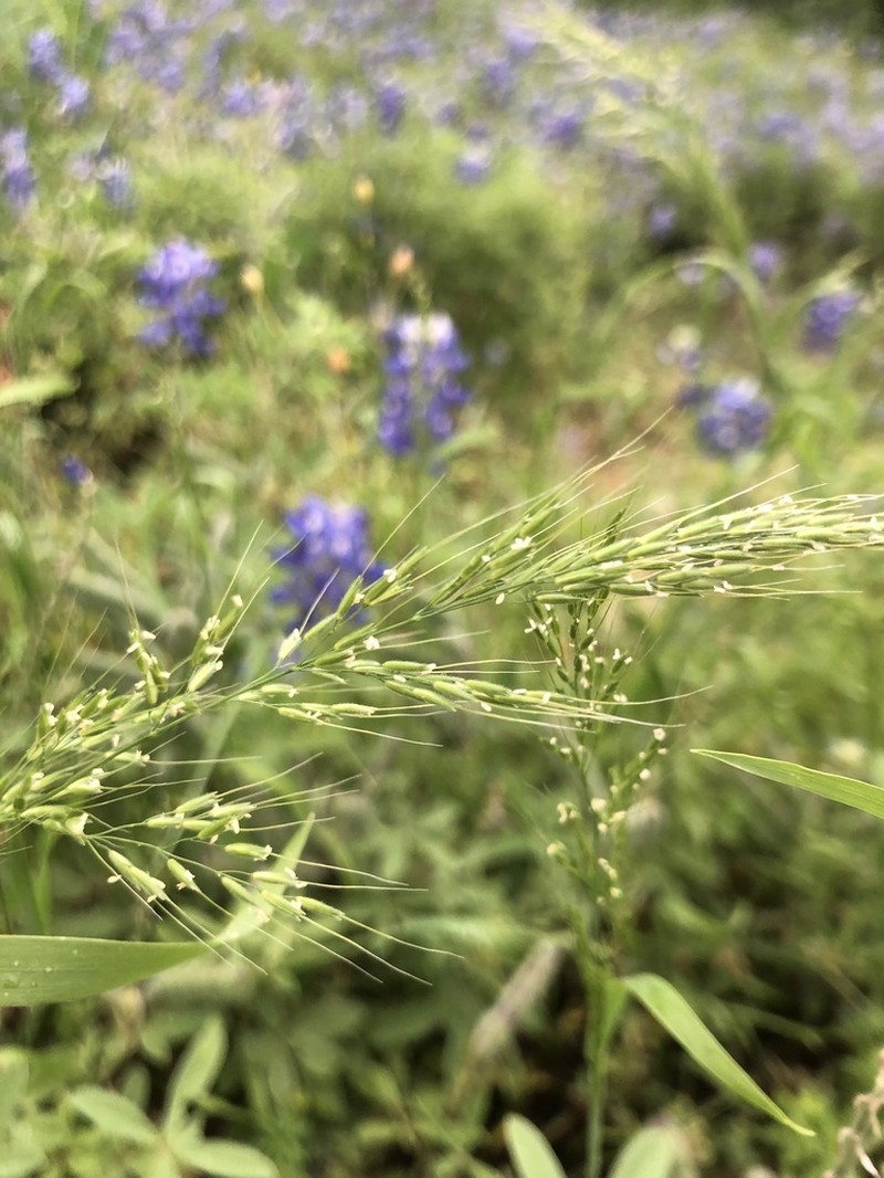 Ozark Grass photo 6