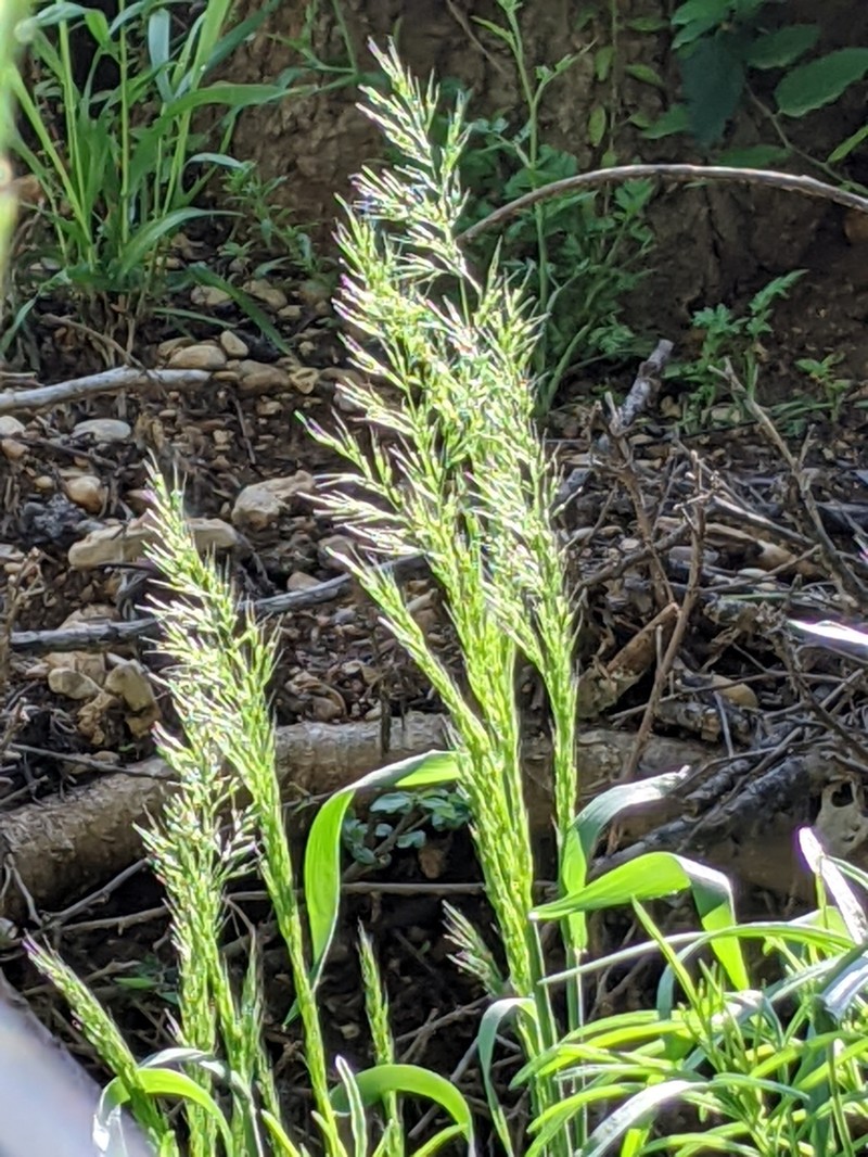 Ozark Grass photo 7