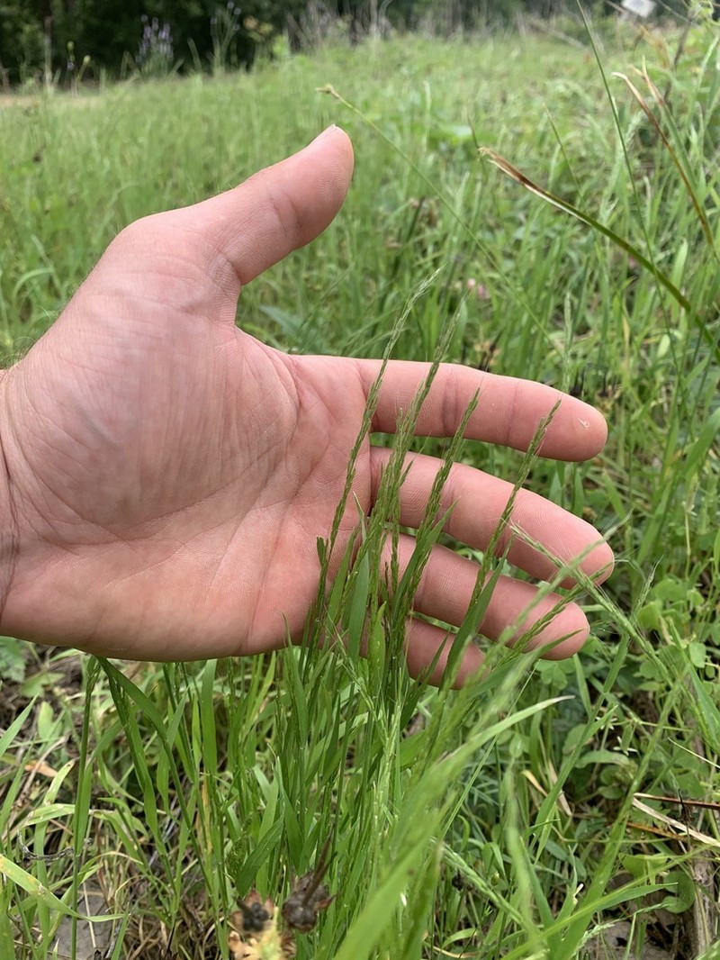 Ozark Grass photo 8