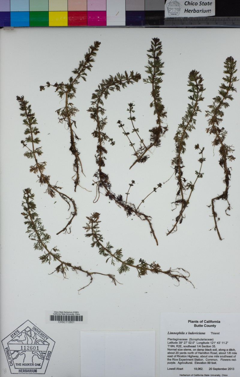 Marshweed