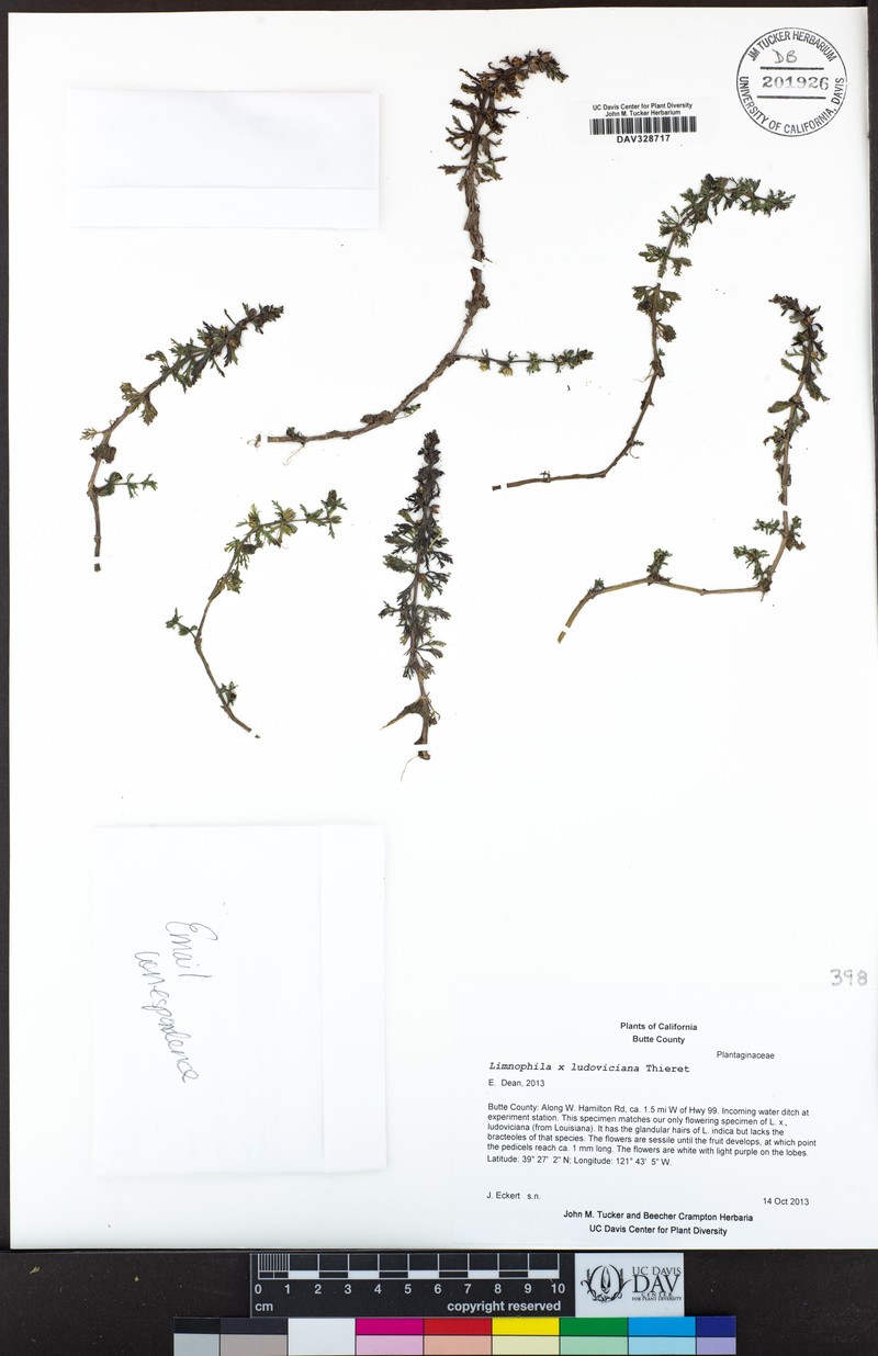 Marshweed photo 2