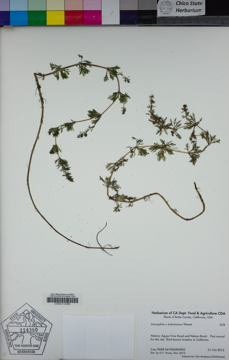 Marshweed photo 3