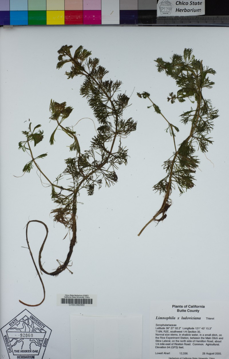 Marshweed photo 6