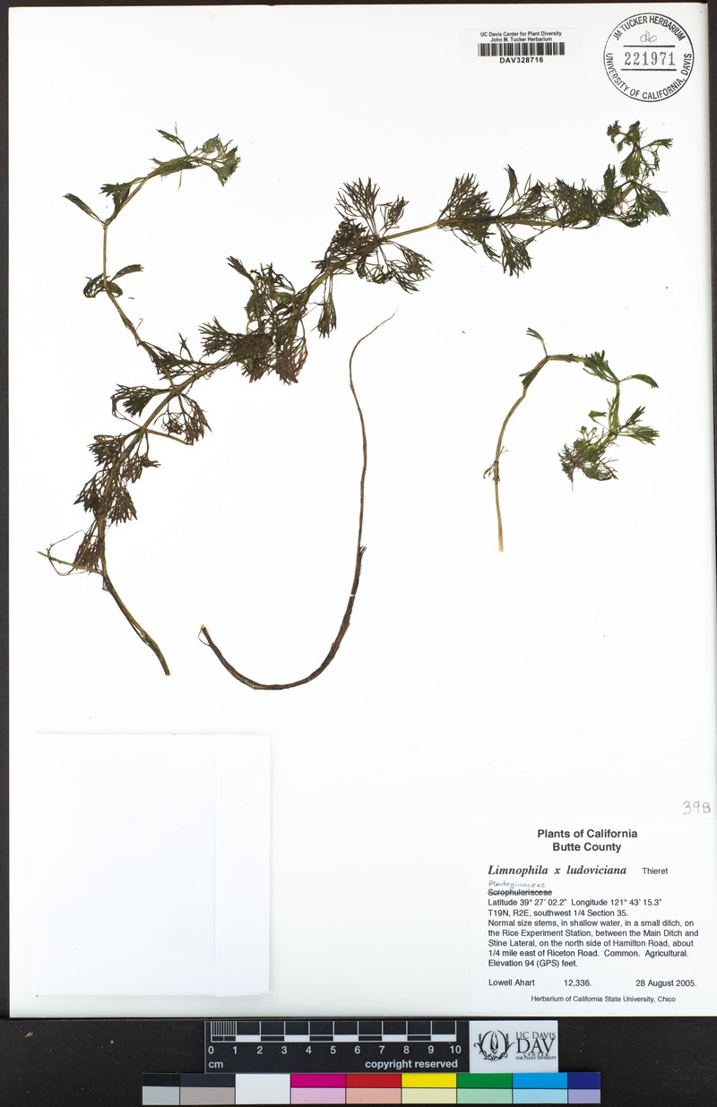 Marshweed photo 7
