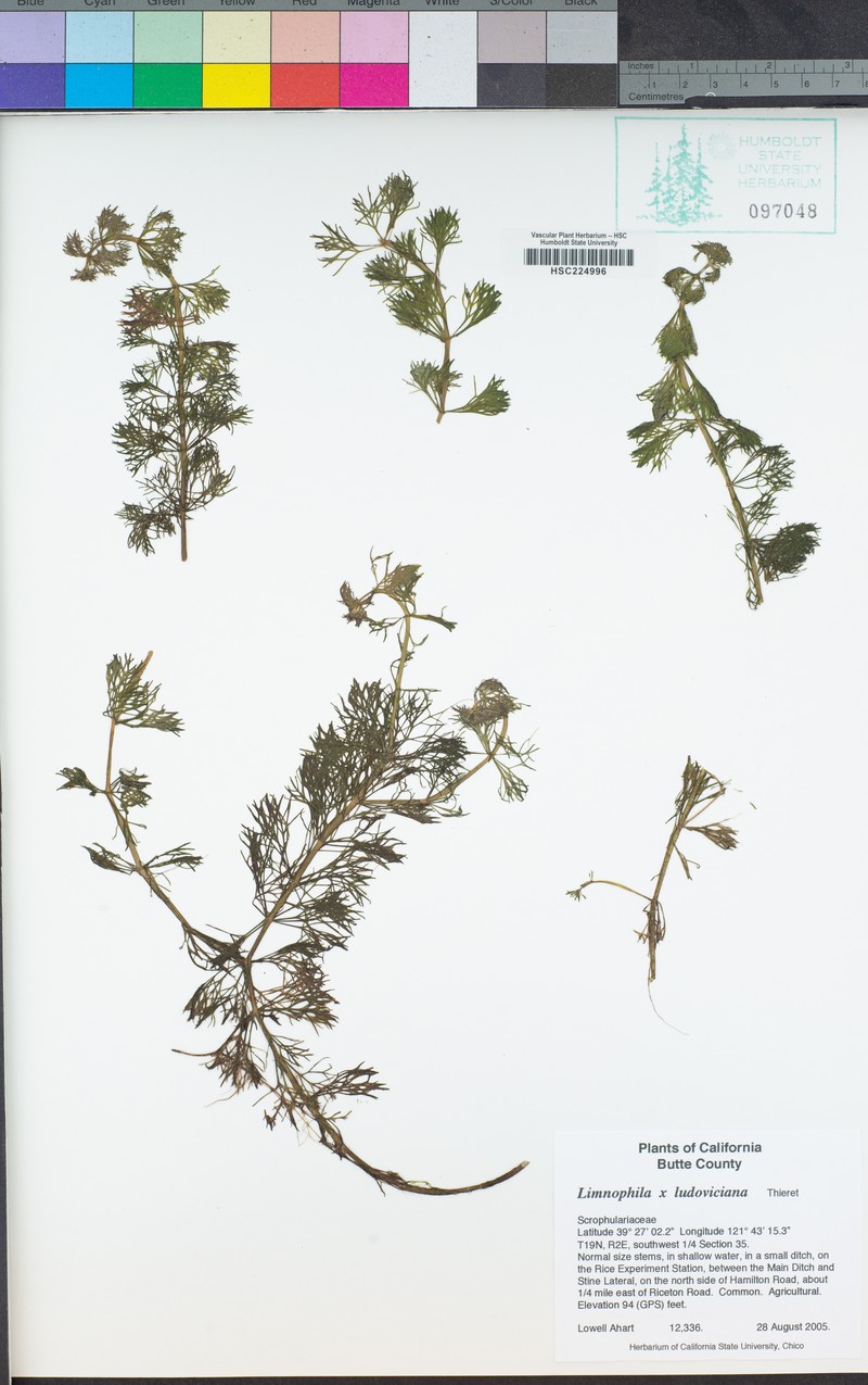 Marshweed photo 8