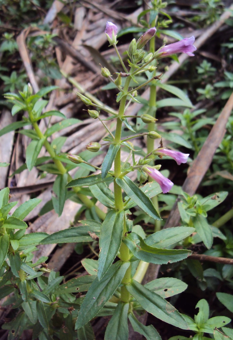 Limnophila photo 2