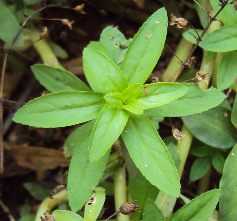 Limnophila photo 3