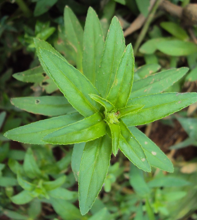 Limnophila photo 4