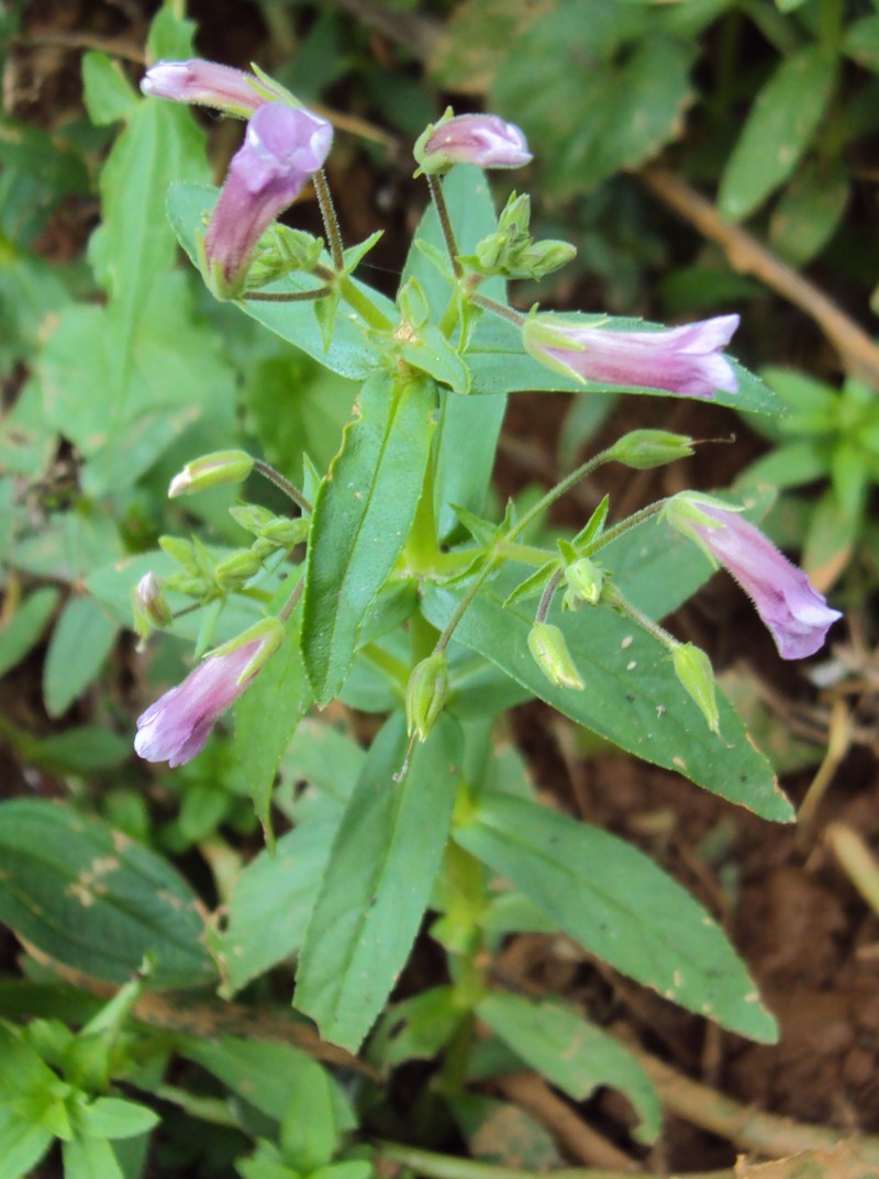 Limnophila