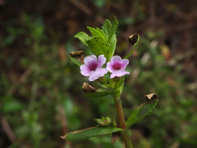Limnophila photo 3
