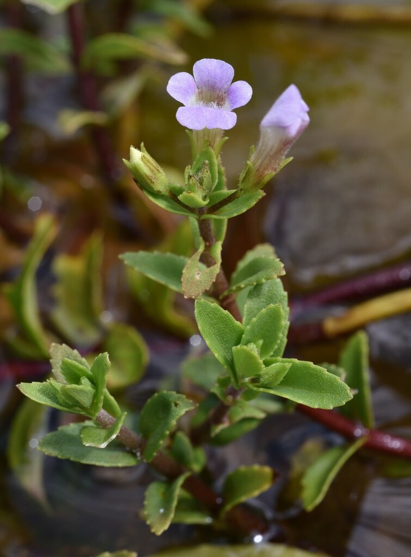 Limnophila photo 4