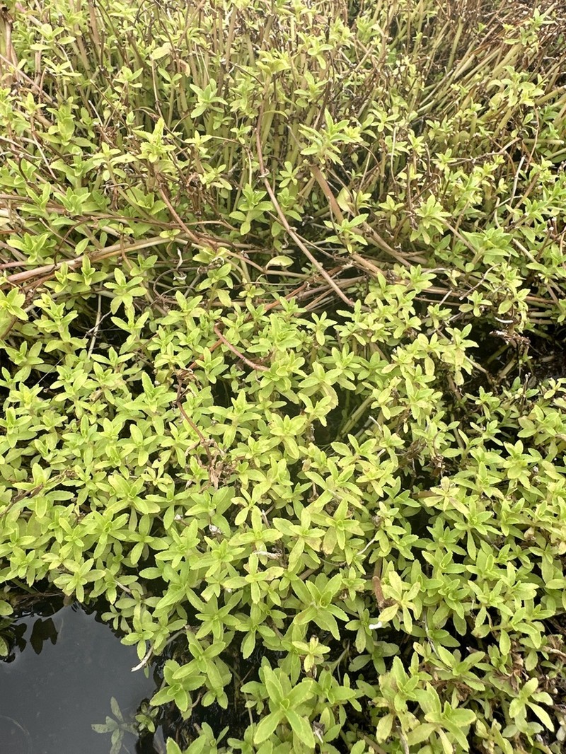 Limnophila photo 6