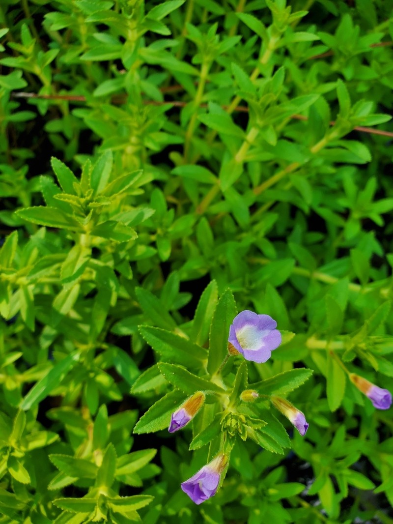 Limnophila photo 7