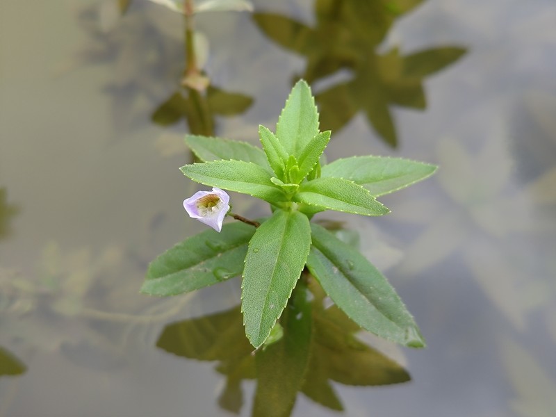 Limnophila photo 8