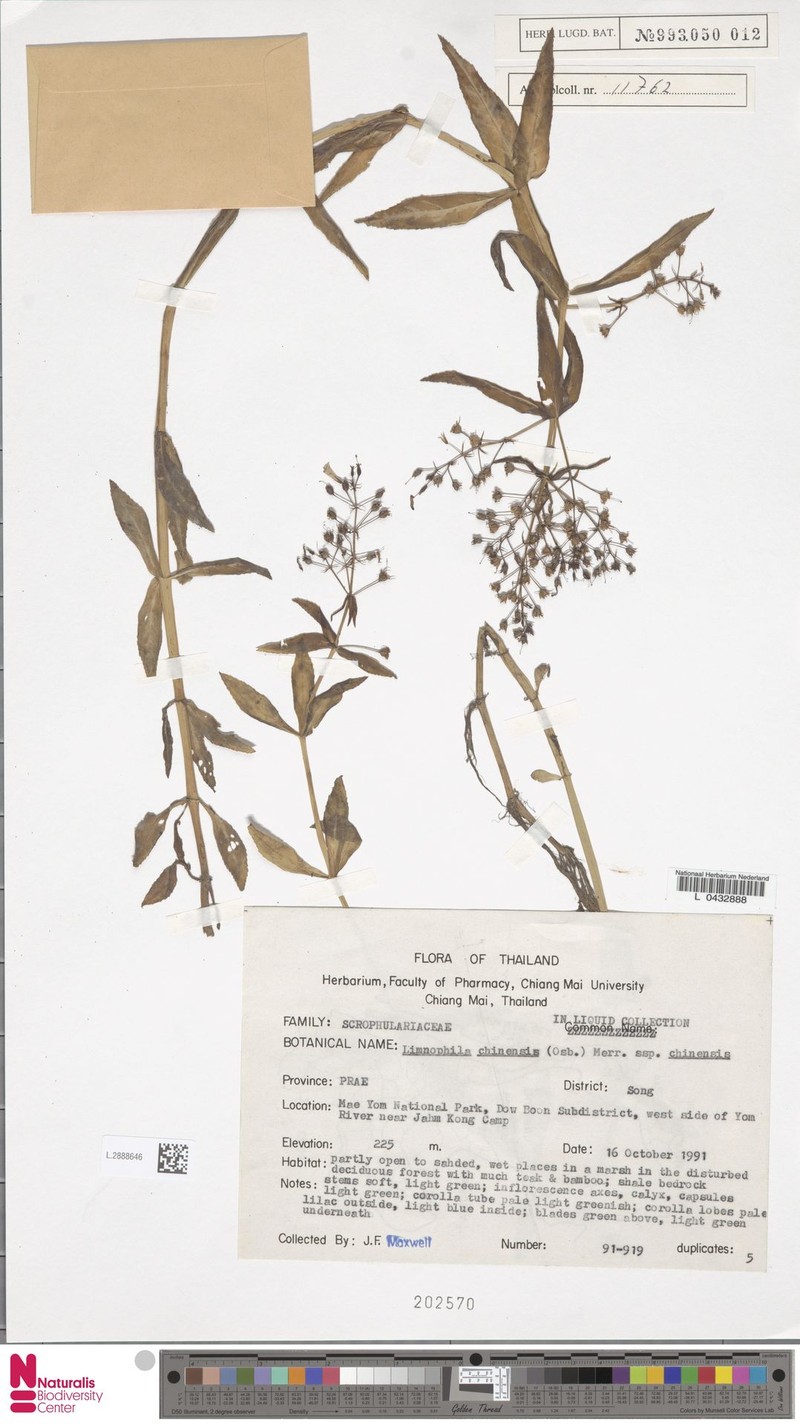 Limnophila chinensis var. chinensis