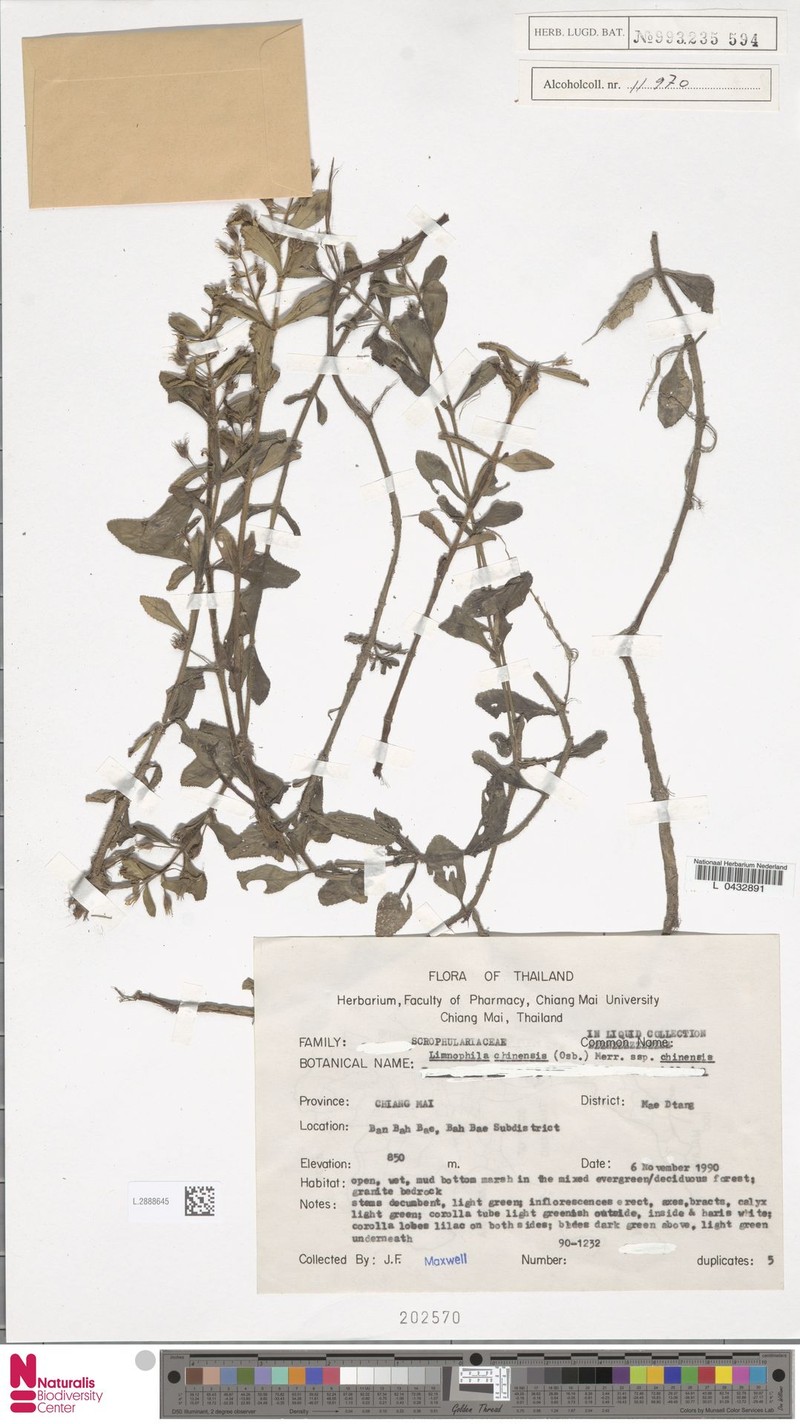 Limnophila chinensis var. chinensis photo 2
