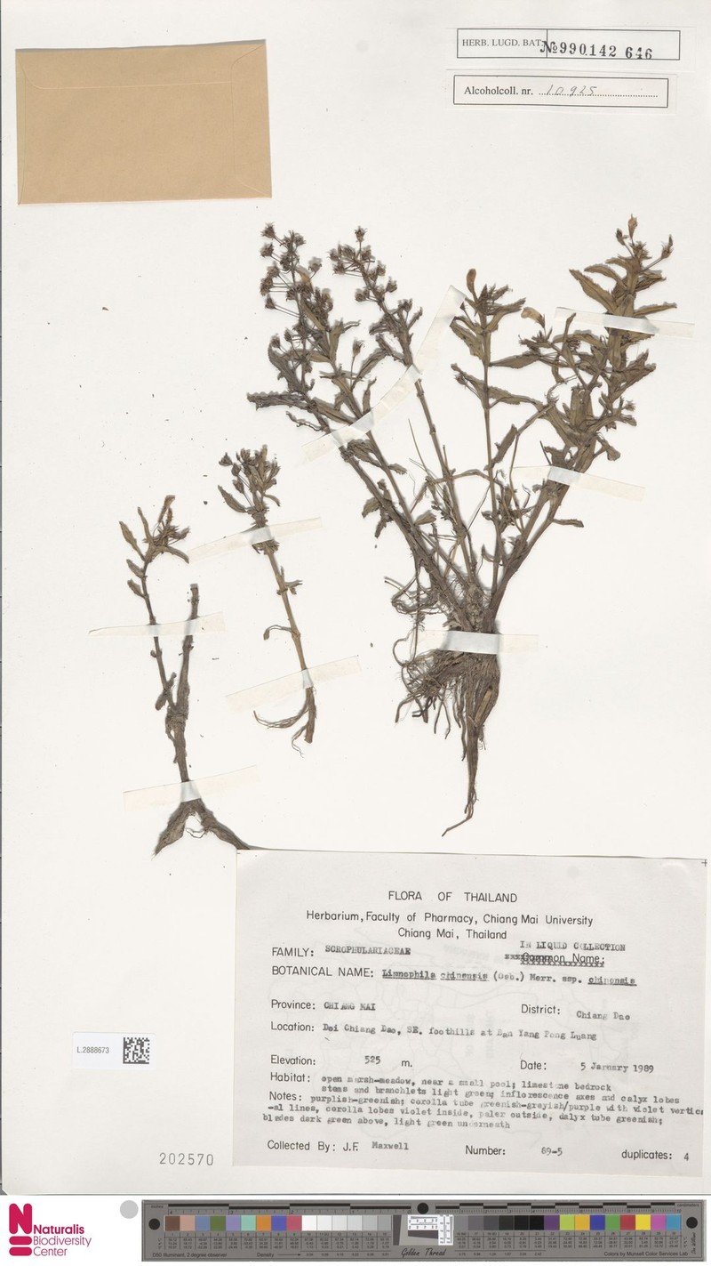 Limnophila chinensis var. chinensis photo 3