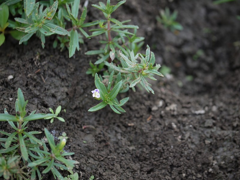 Indian Marshweed photo 2