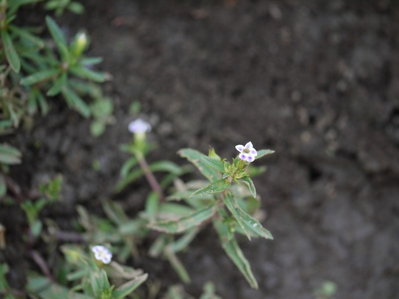Indian Marshweed photo 3