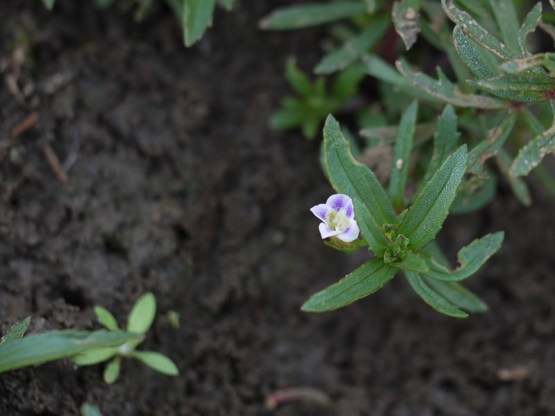 Indian Marshweed