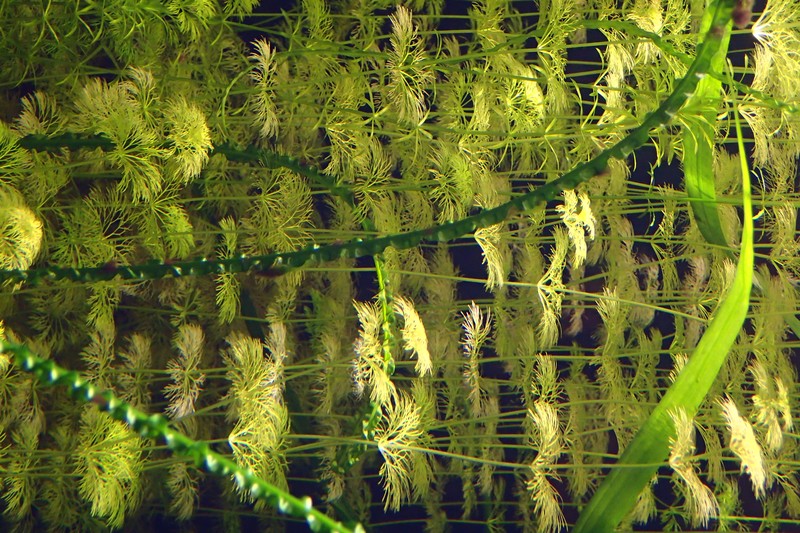 Indian Marshweed photo 4