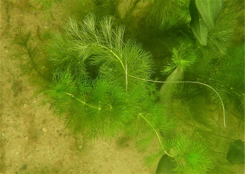 Indian Marshweed photo 5