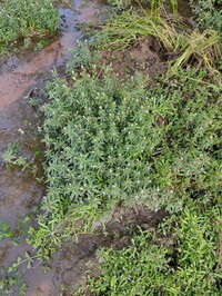 Indian Marshweed