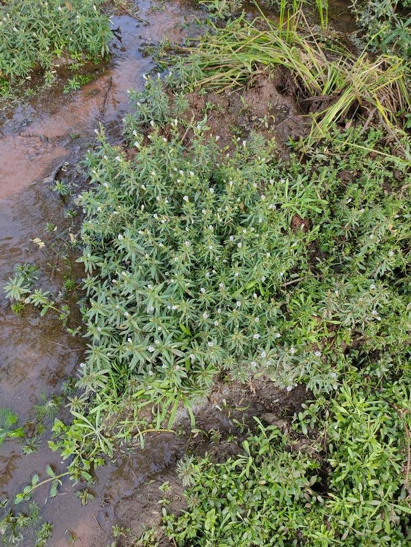 Indian Marshweed